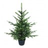 TREE NORDMAN FIR 3FT POTTED