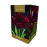 AMARYLLIS BLACK PEARL