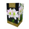 AMARYLLIS PICOTEE