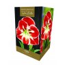 AMARYLLIS SAMBA