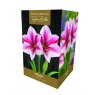 AMARYLLIS GERVASE