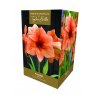 AMARYLLIS RILONA