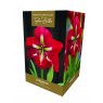 AMARYLLIS BARBADOS