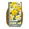 NARCISSUS MIXED COLOURS 2KG
