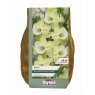 NARCISSUS BINKIE 2KG