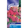 SUTTONS Suttons Achillea Summer Berries Seeds