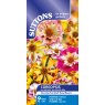 SEED COREOPSIS INCR SEA SHELLS MIX