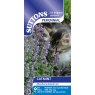 SEED CATMINT