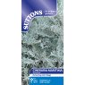 SUTTONS Suttons Cineraria Maritima Silver Dust Seeds