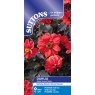 SUTTONS Suttons Black Forest Ruby Dahlia Seeds