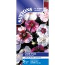 SEED DIANTHUS SUGAR BABY MIX
