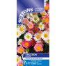 SUTTONS Suttons Erigeron Profusion Seeds