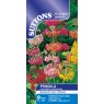 SUTTONS Suttons Primula Candelabra Hybrid Seed Mix