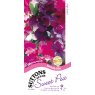 SEED SWEET PEA MELODY MIX