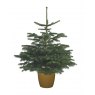 NORDMAN FIR 7.5L POT