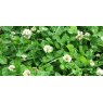 CLOVER WHITE 5KG (DUAL PURPOSE)