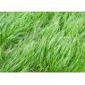 Westerwold Grass Seed 25kg