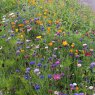 WILDFLOWER PROFLORA 110 1KG