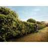 Stihl Stihl HS82 RC-E Petrol Hedge Trimmer