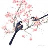 *CARD LONG TAILED TITS & BLOSSOM COUNTRYS