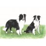 CARD COLLIES