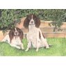 CARD SPANIELS