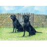 CARD BLACK LABRADORS