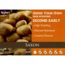 SEED POTATO SAXON 2KG