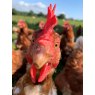 Black Dog Free Range Eggs