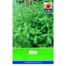 MINT SEEDS