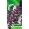 SUTTONS Suttons Red Ball Brussel Sprout Seeds