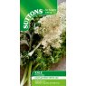 SEED KALE FROST BYTE F1