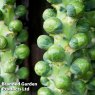 BRUSSLES SPROUT CRYPTUS F1
