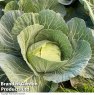 *CABBAGE GREEN RICH F1