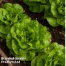 SEED LETTUCE BUTTERHEAD BRIGHTON