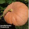 PUMPKIN CUCURBITA MAXIMA BIG MAX