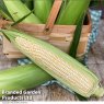 SEED SWEETCORN EDEN F1