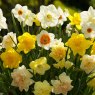 Taylors Bulbs Taylor's Bulbs Narcissi Mixed Naturalising 5kg
