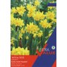 NARCISSI TETE A TETE 35