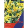 NARCISSI SPECIES MIXED 25