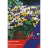 CROCUS SPECIES MIXED 25