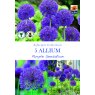 ALLIUM PURPLE SENSATION BULB