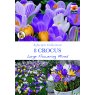 CROCUS LARGE FLOWERING BULB