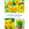 *DAFFODIL DOUBLE TETE A TETE BULB LIFESTY