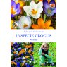 CROCUS SPECIES MIXED BULB