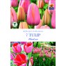 TULIP MENTON SINGLE LATE BULB