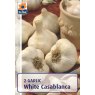 GARLIC WHITE CASABLANCA BULB