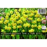 DAFFODIL DWARF TETE A TETE BULB LANDSCAPE