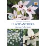 BULB ORCHID ACIDANTHERA