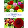 BULB DAHLIA POMPON MIXED